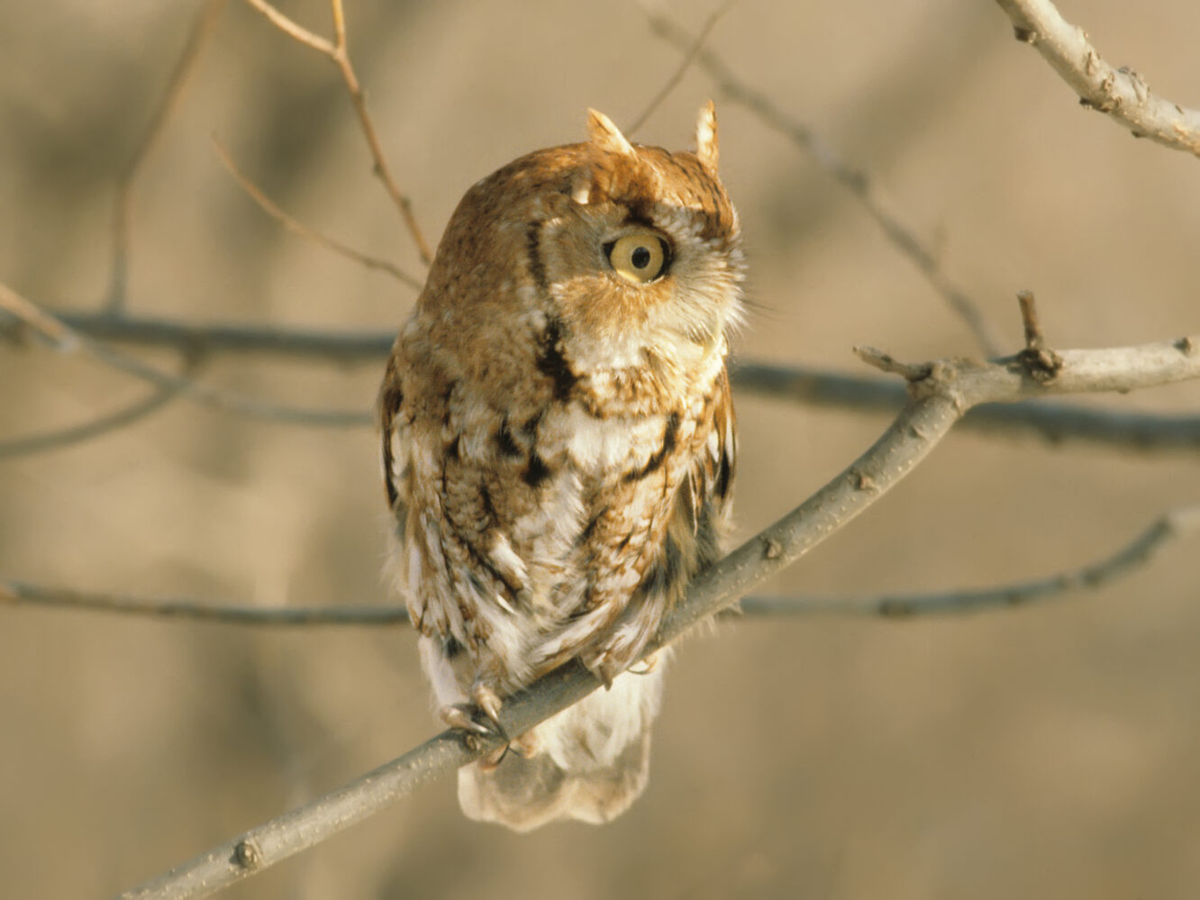 Eastern Screech-Owl