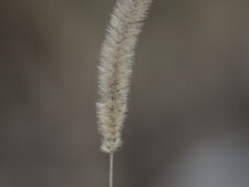 GREEN FOXTAIL