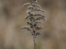 PRAIRIE GOLDENROD