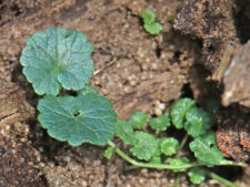 GROUND IVY