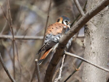 American Kestrel