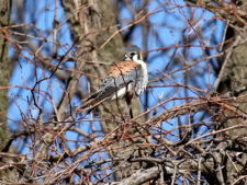 American Kestrel