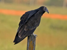 Turkey Vulture