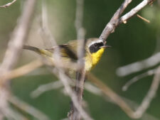 Common Yellowthroat