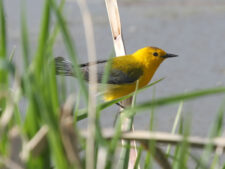 Prothonotary Warbler