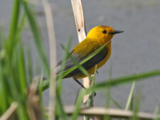 Prothonotary Warbler