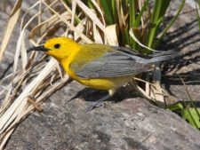 Prothonotary Warbler