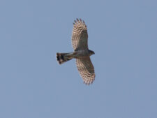 Sharp-shinned Hawk