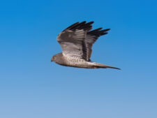 Northern Harrier