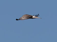 Northern Harrier