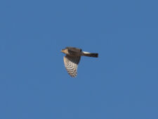 Sharp-shinned Hawk