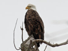 Bald Eagle