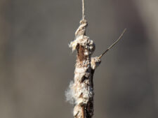 NARROW-LEAVED CAT-TAIL