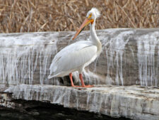 American White Pelican