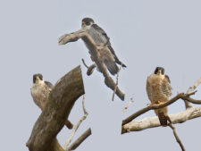 Peregrine Falcon