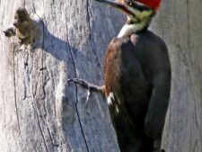 Pileated Woodpecker