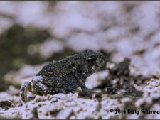 WOODHOUSE TOAD