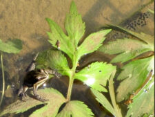 Boreal Chorus Frog