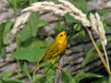 Yellow Warbler