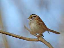 White-throated Sparrow