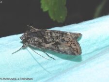 Sharp-stigma Looper Moth