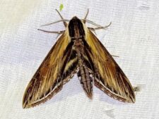 Laurel Sphinx Moth