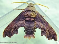 Abbott’s Sphinx Moth
