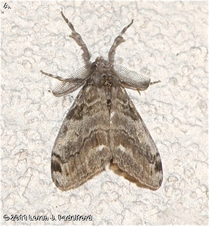 White-marked Tussock Moth