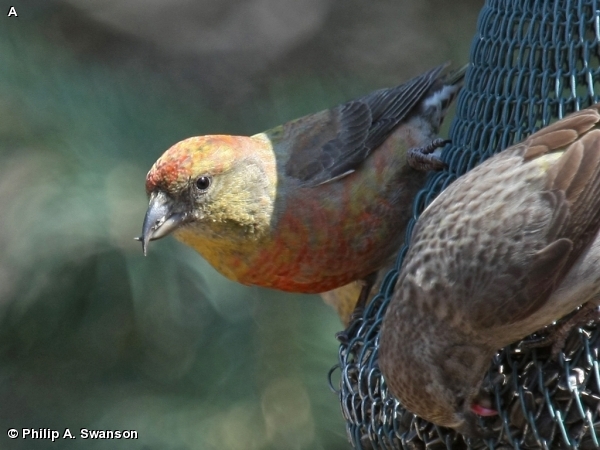 Red Crossbill