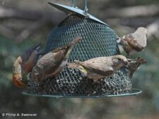 Red Crossbill