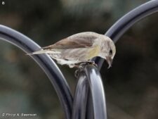 Red Crossbill