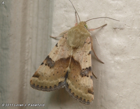 Darker-spotted Straw Moth