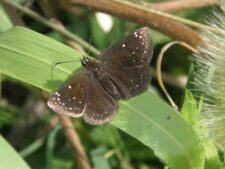 Common Sootywing