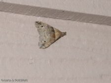 Ambiguous Moth