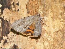 Habilis Underwing Moth