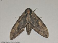 Elm Sphinx Moth