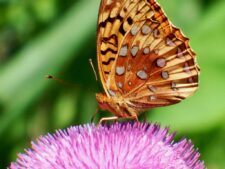 Great Spangled Fritillary