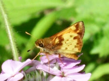 Hobomok Skipper