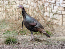 Wild Turkey