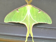 Luna Moth