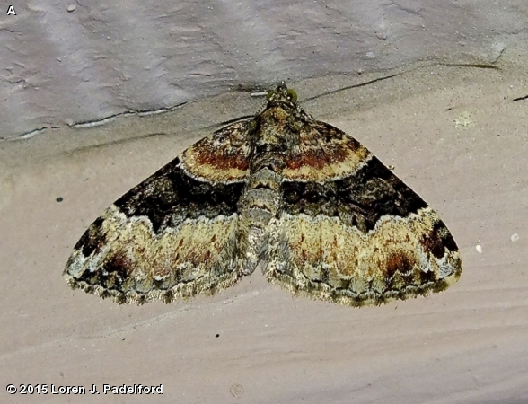 Toothed Brown Carpet