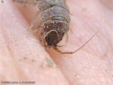 Water Louse