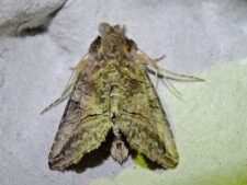 Spectacled Nettle Moth