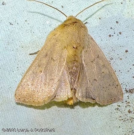 Owlet Moths Archives - Fontenelle Forest Nature Search : Fontenelle ...