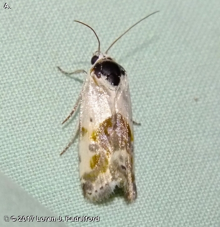 Olive-shaded Bird-dropping Moth