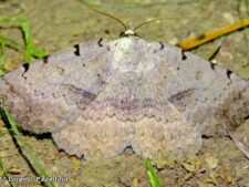 Moon-lined Moth