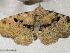Four-spotted Fungus Moth