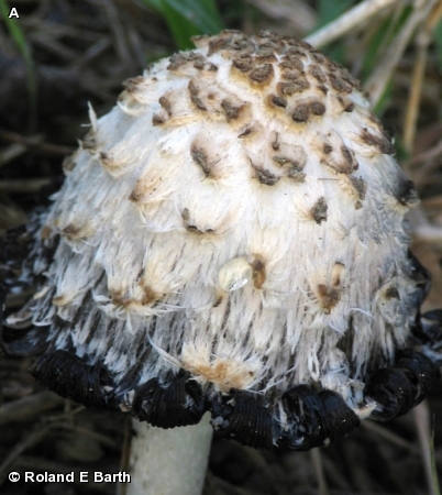 Shaggy Mane