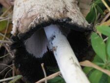 Shaggy Mane