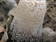 Shaggy Mane